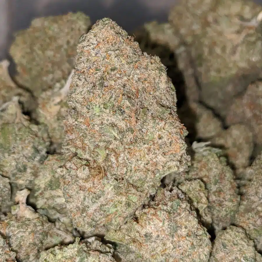 LEMON COOKIES DOD 4 I Lemon Cookies - *Deal of the Day*