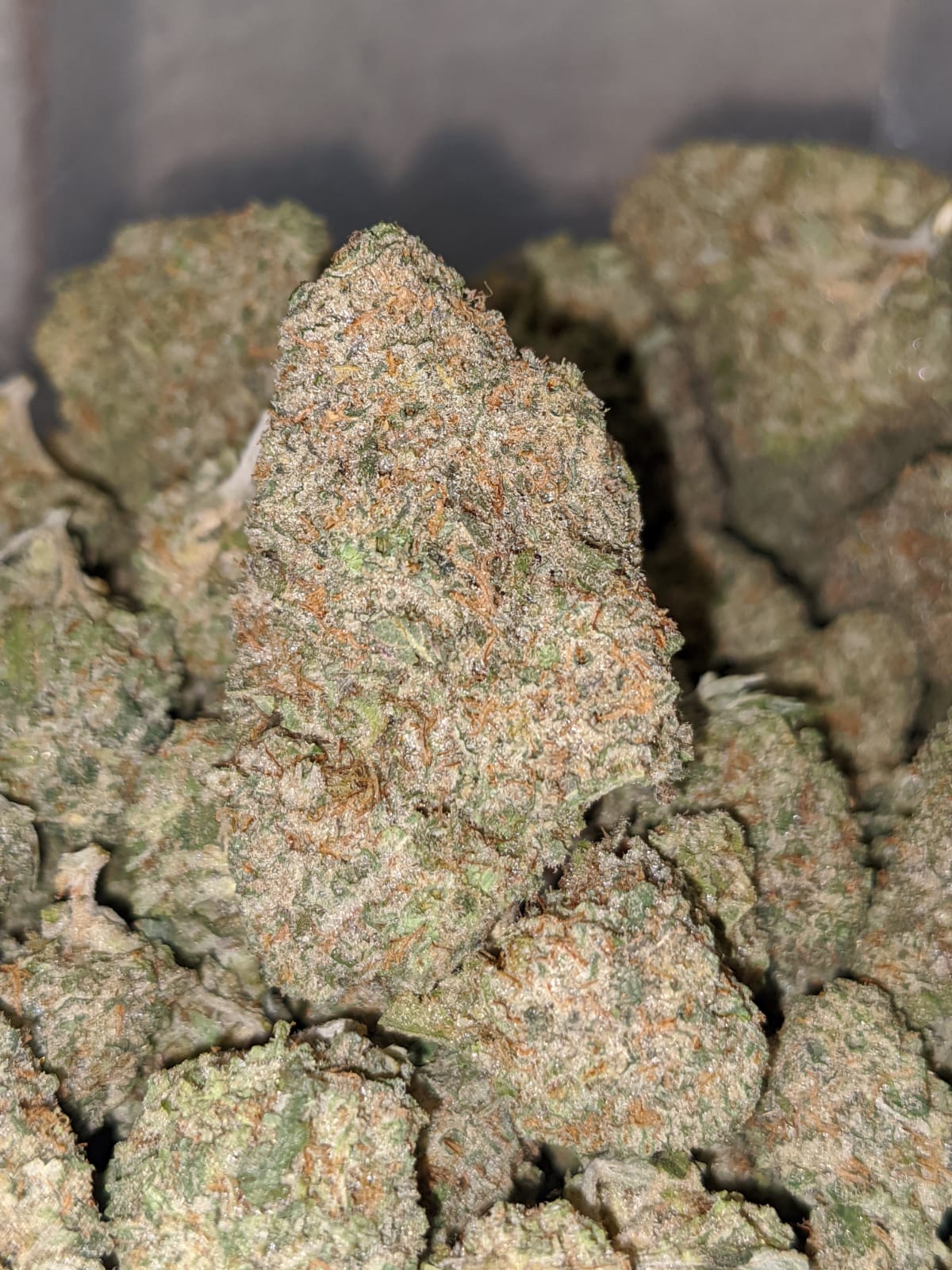 Lemon Cookies - *Deal of the Day* - Image 7