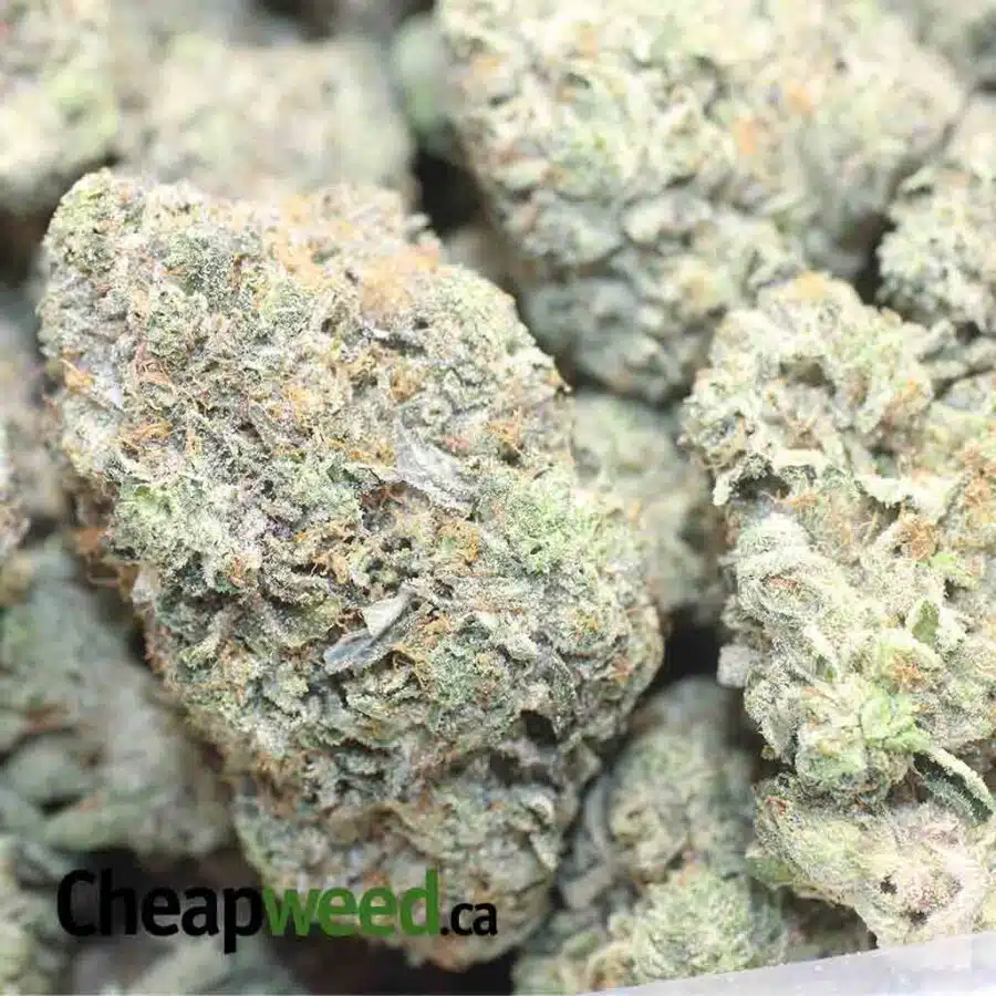 MIKE TYSON 1 I Mike Tyson 28.59% THC