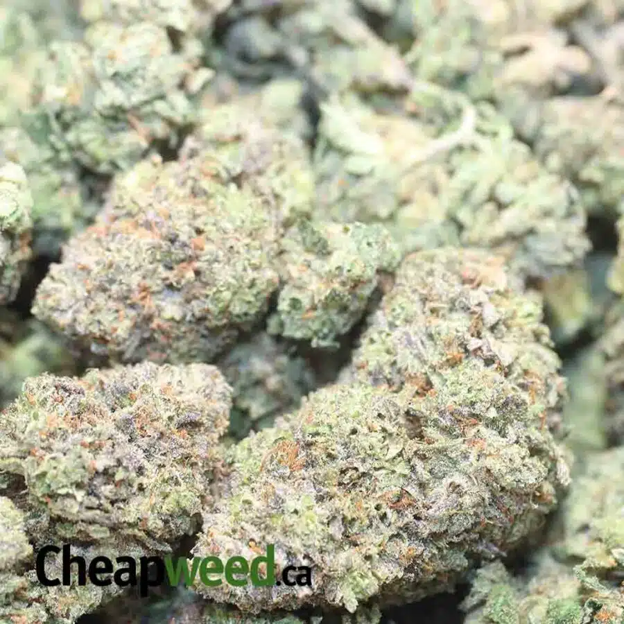 MK ULTRA 1 I MK Ultra