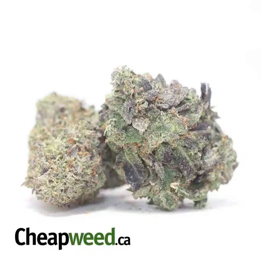 MK ULTRA 3 I MK Ultra
