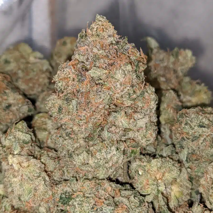 MKU DOD 2 1 I MK Ultra - *Deal Of The Day*