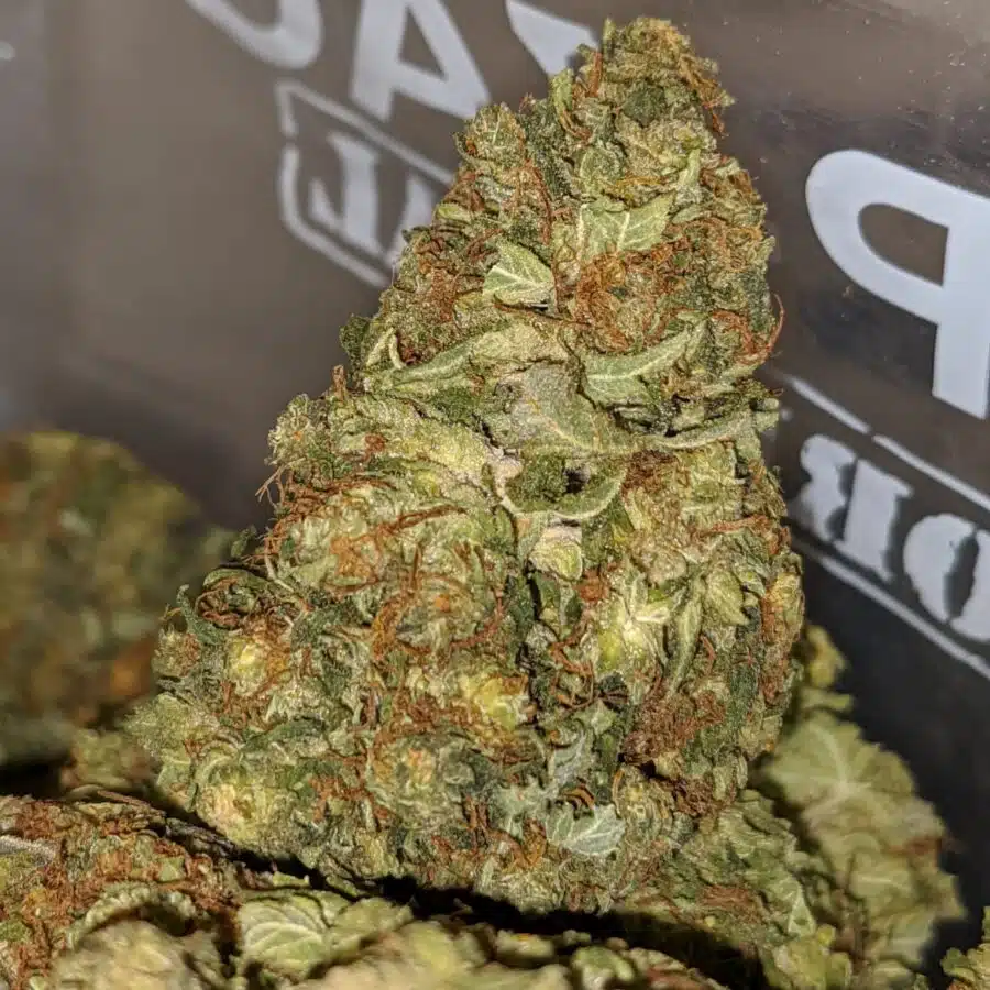 Master Yoda OG 1 I Master Yoda Bulk Special