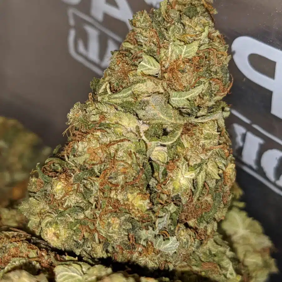 Master Yoda OG 2 I Master Yoda Bulk Special