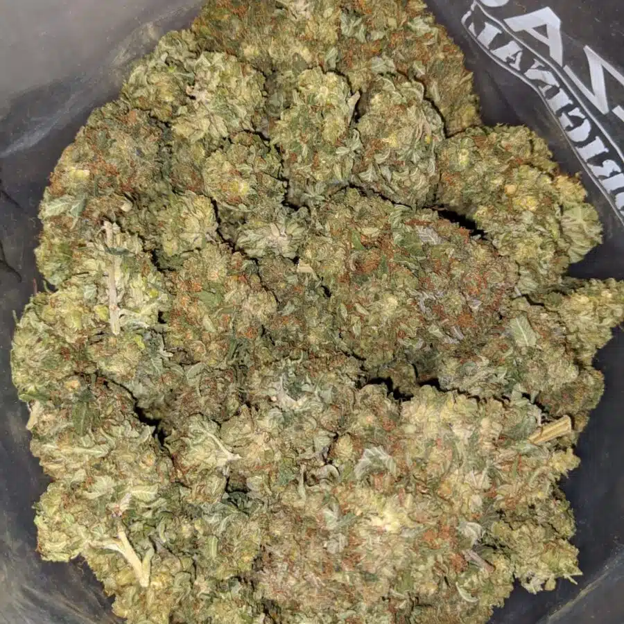 Master Yoda OG 3 I Master Yoda Bulk Special