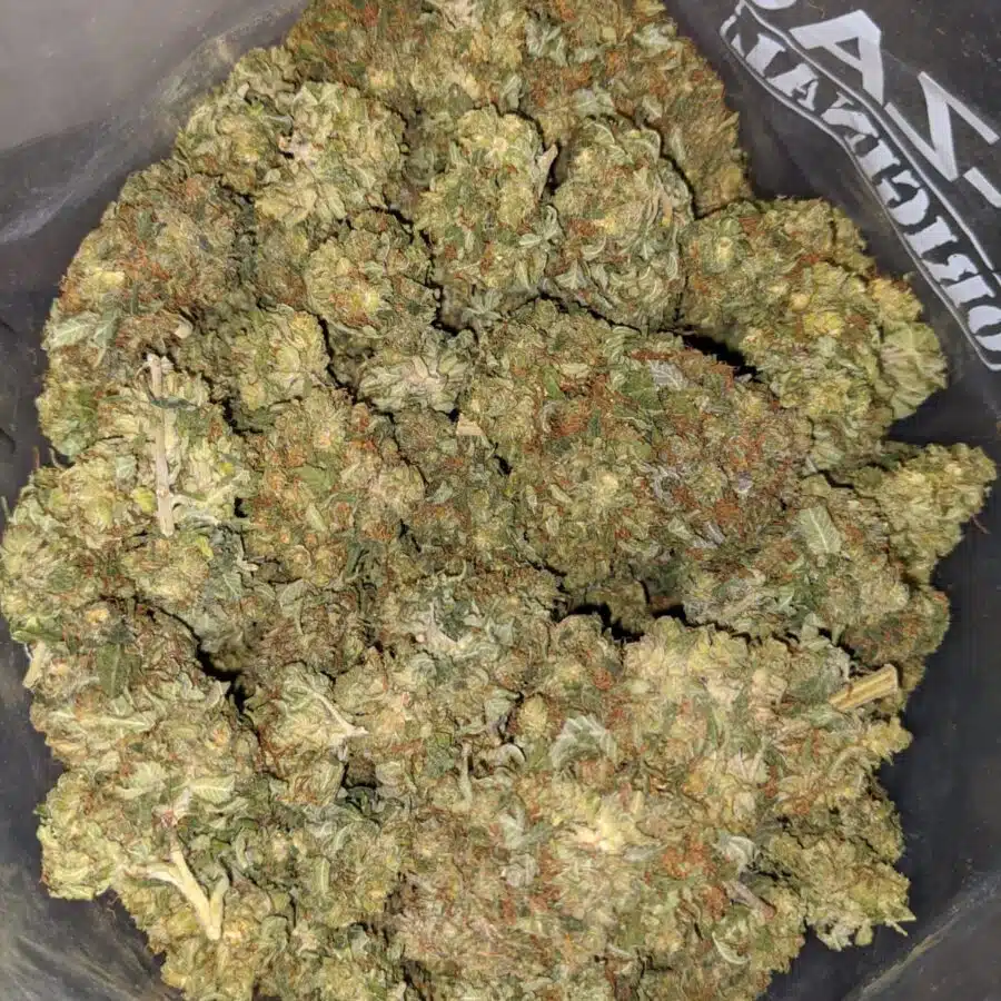 Master Yoda OG 4 I Master Yoda Bulk Special