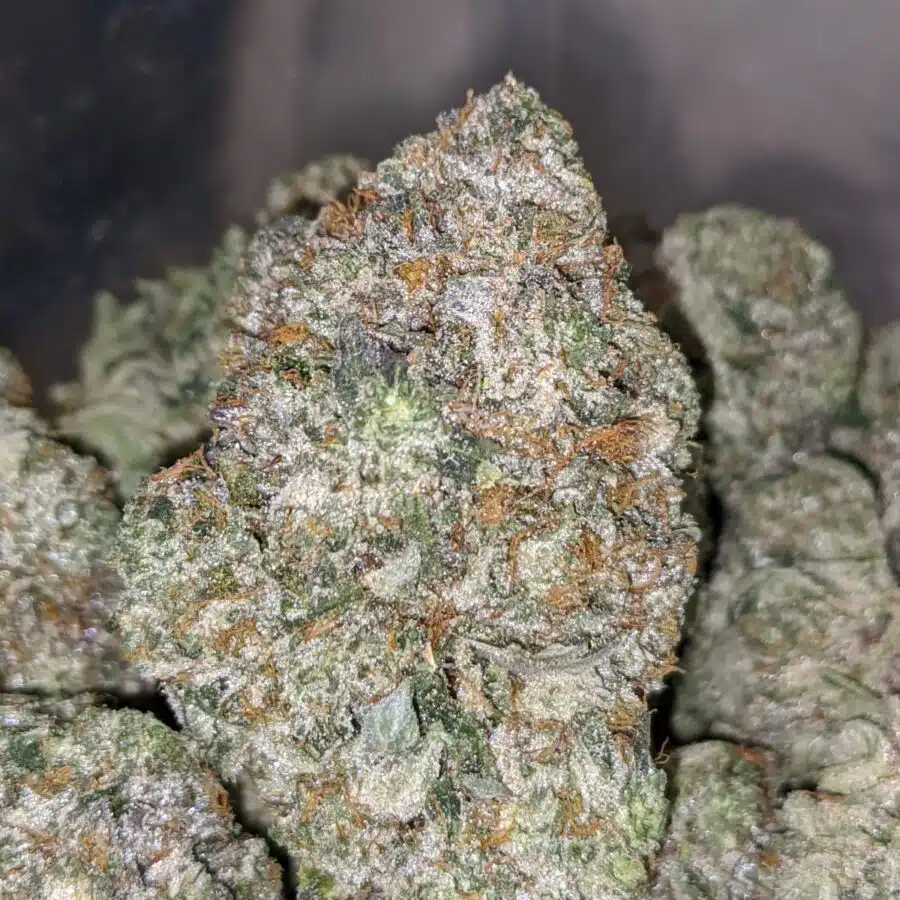 Mike Tyson 3 I $99 oz - Purple Moonrock