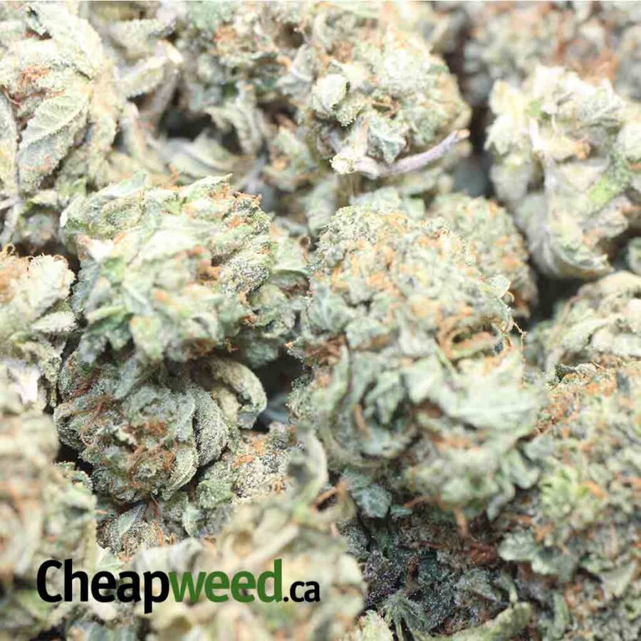 ORIGINAL OG KUSH 1 I Original OG Kush