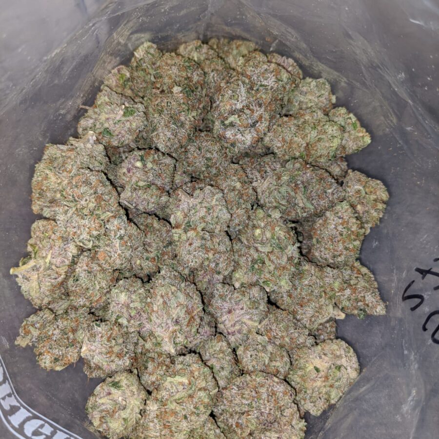 PINK STAR TO PINK BAZOOKA 1 I Pink Bazooka