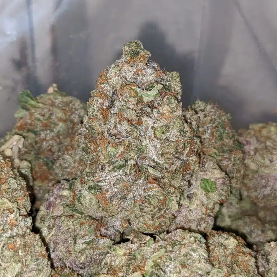 Alternative view of Pink Bazooka