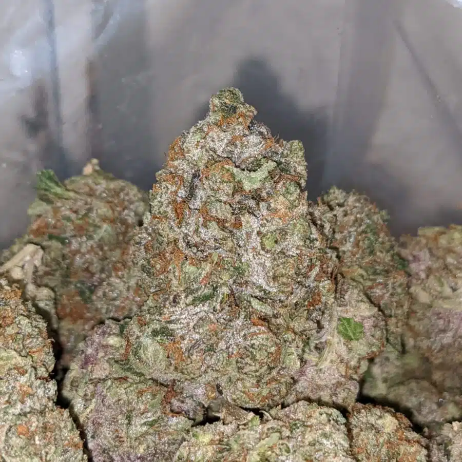 PINK STAR TO PINK BAZOOKA 3 I Pink Bazooka