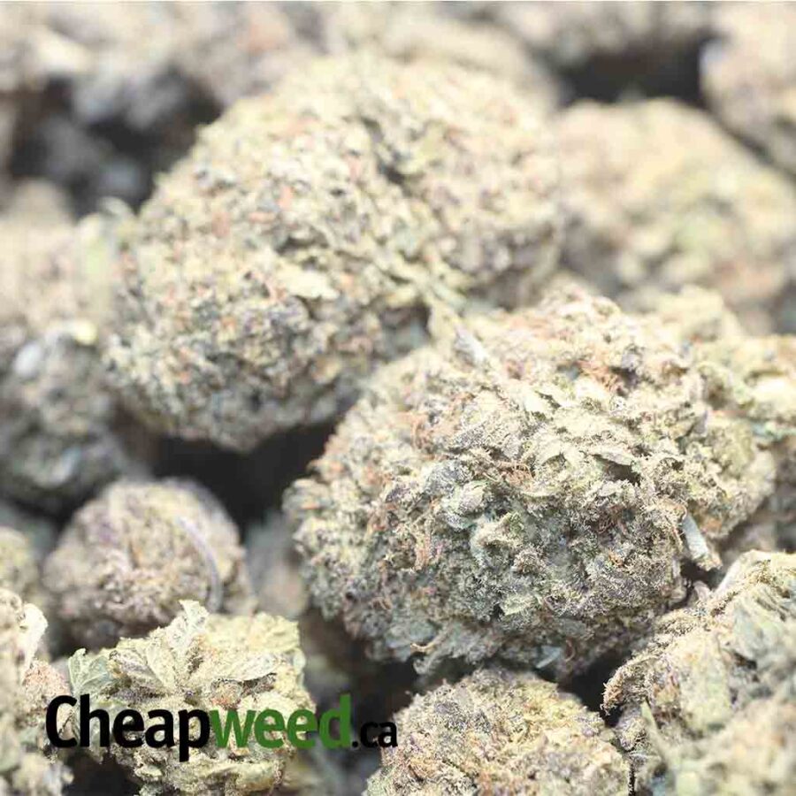 PURPLE GOD 1 1 I Purple Goddess Bulk Special