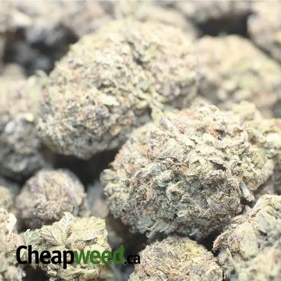PURPLE GOD 1 1 I Purple Goddess Bulk Special