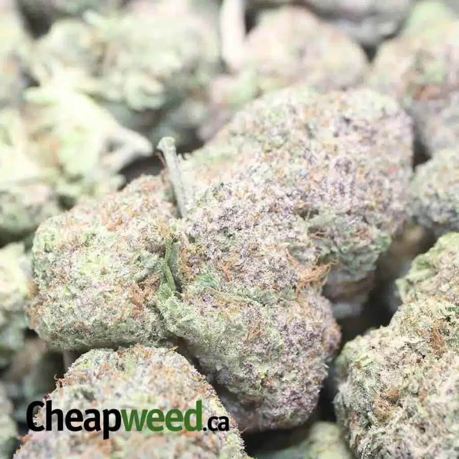 PURPLE GOD 1 I $79 oz - Purple God