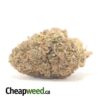 Purple Goddess Bulk Special
