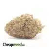 Purple Goddess Bulk Special