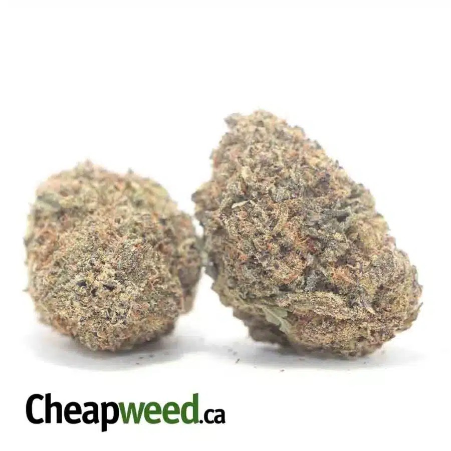 Alternative view of Purple Goddess Bulk Special