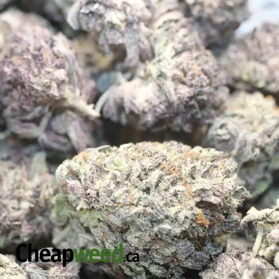 PURPLE MAMBA DOD 1 1 I Purple Mamba - *Deal of the Day*