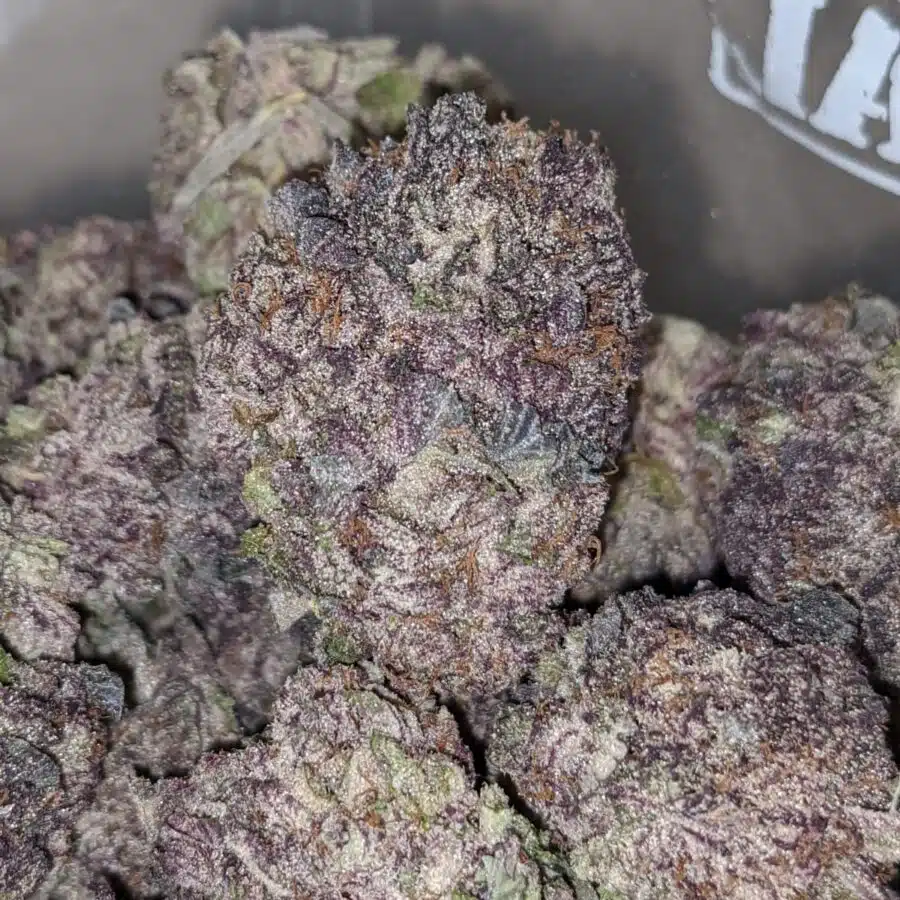 PURPLE MAMBA DOD 1 I Purple Mamba - *Deal of the Day*