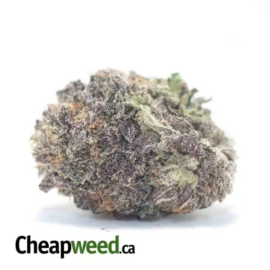 Purple Mamba - *Deal of the Day*