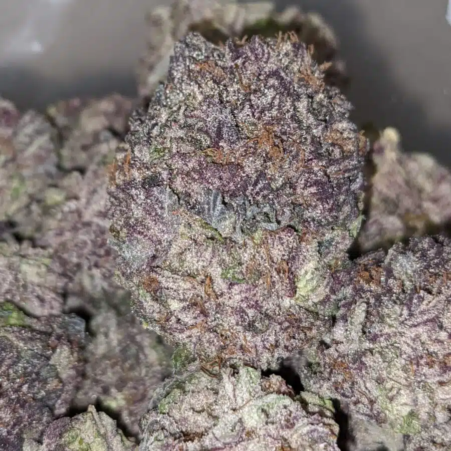 PURPLE MAMBA DOD 2 I Purple Mamba - *Deal of the Day*