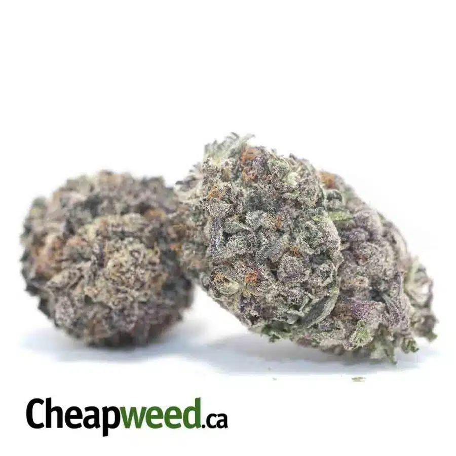 Alternative view of Purple Mamba - *Deal of the Day*