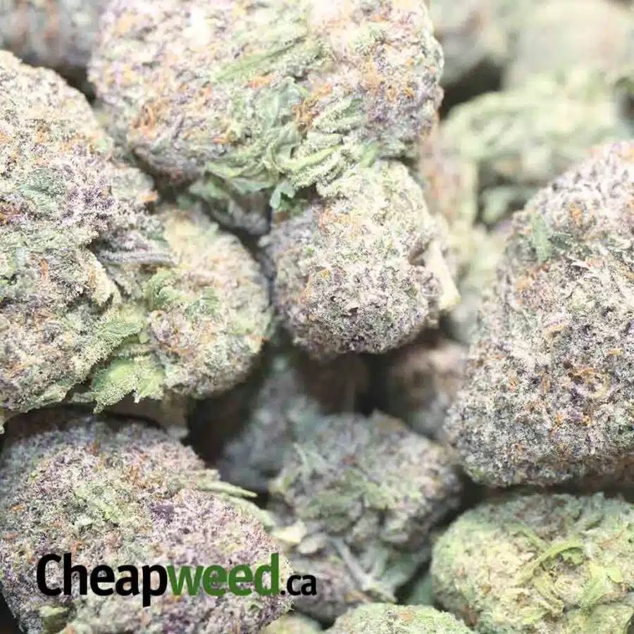 PURPLE MOON ROCKS 1 I $99 oz - Purple Moonrock