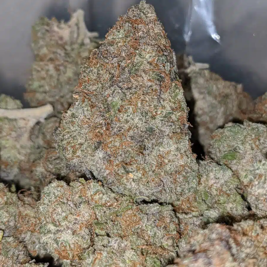 Purple Starburst 1 I Purple Starlord