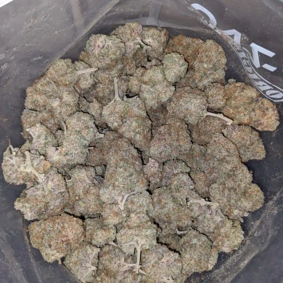 Purple Starburst 4 I Purple Starlord