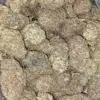 Purple God - *Deal Of The Day*