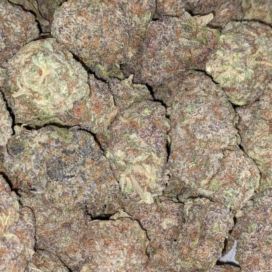 Purple god dod 5 I Purple God - *Deal Of The Day*