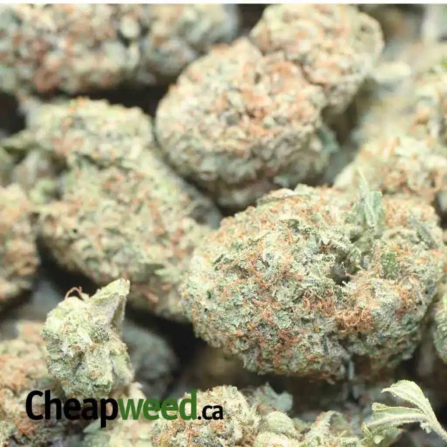 RED CONGO 1 I $69 Oz - Red Congolese