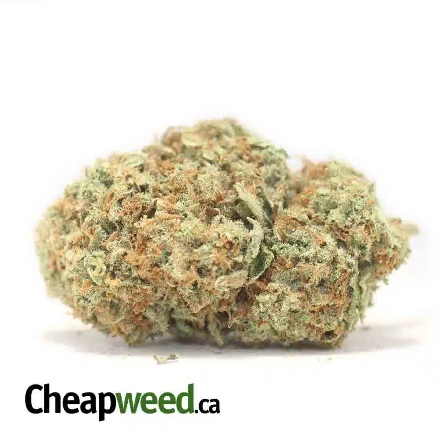 $69 Oz - Red Congolese