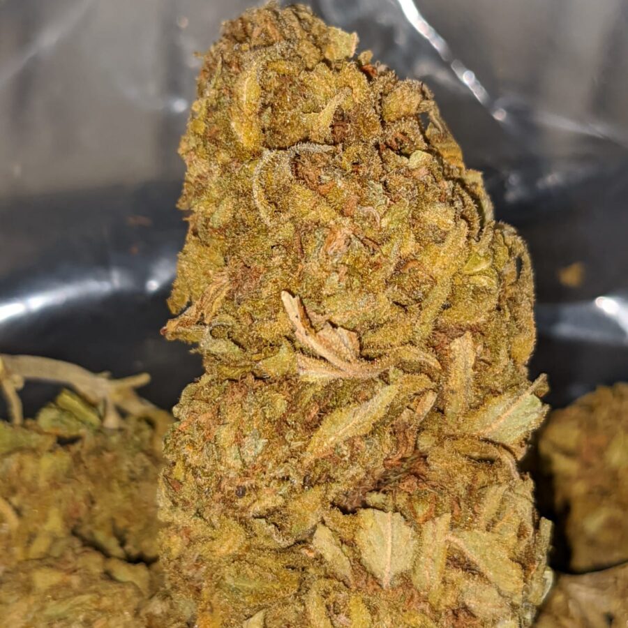SKUNK BERRY BS 1 I Skunk Berry Bulk Special