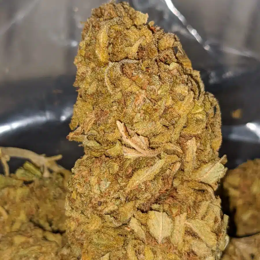 SKUNK BERRY BS 1 I Skunk Berry Bulk Special
