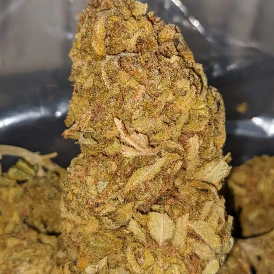 SKUNK BERRY BS 2 I Skunk Berry Bulk Special