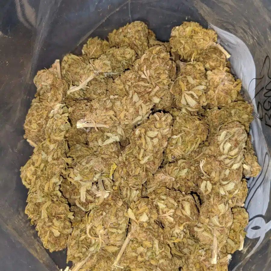SKUNK BERRY BS 3 I Skunk Berry Bulk Special