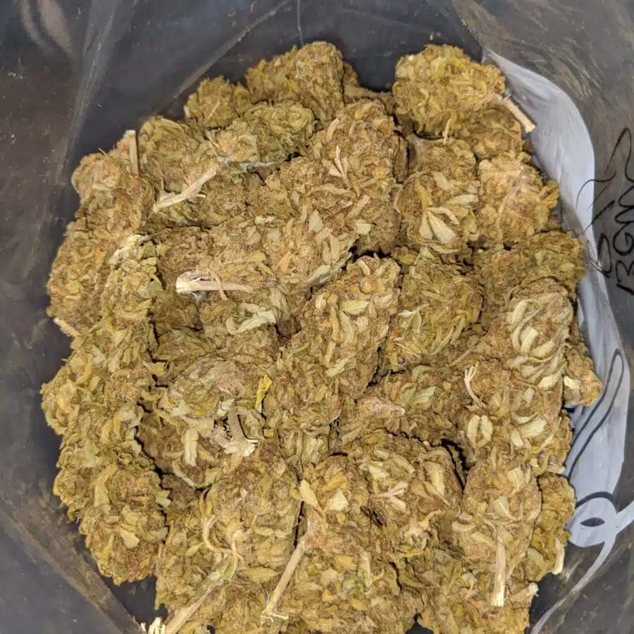 SKUNK BERRY BS 4 I Skunk Berry Bulk Special
