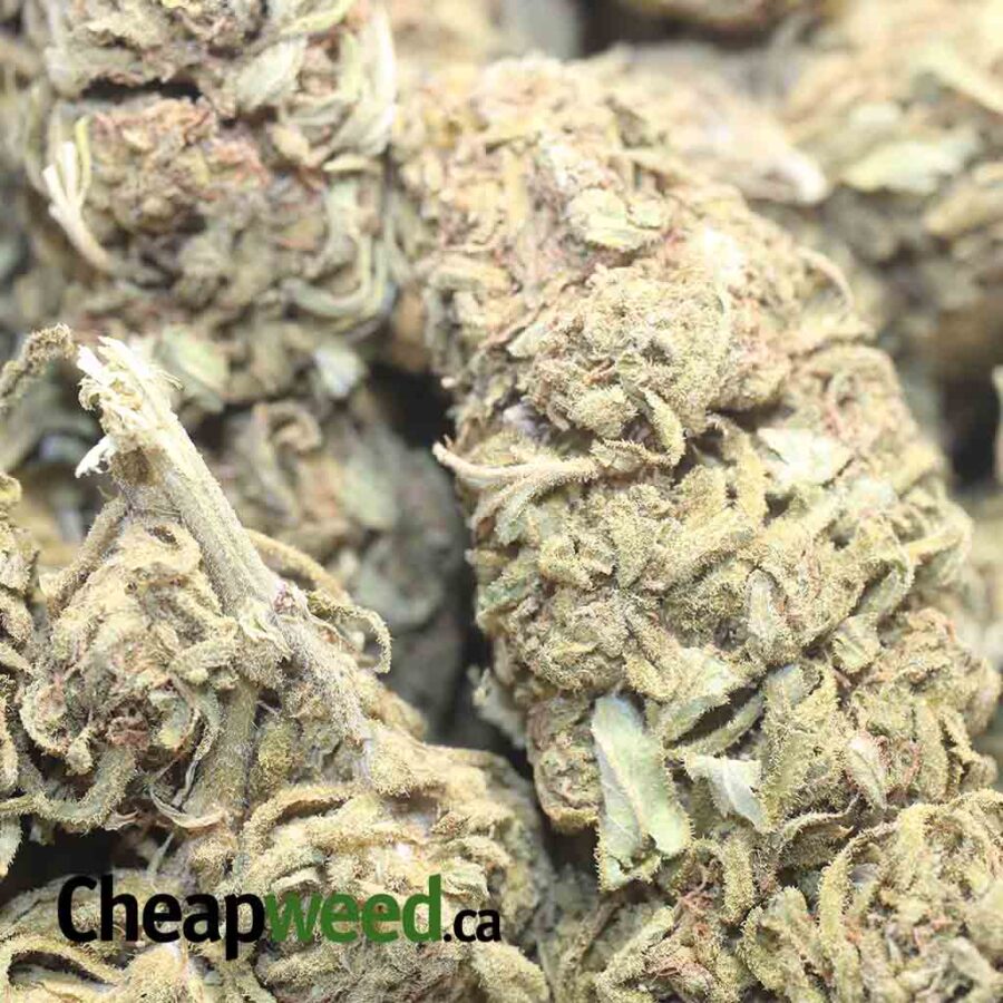 SKUNK BUBBA BS 1 I Skunk Berry Bulk Special