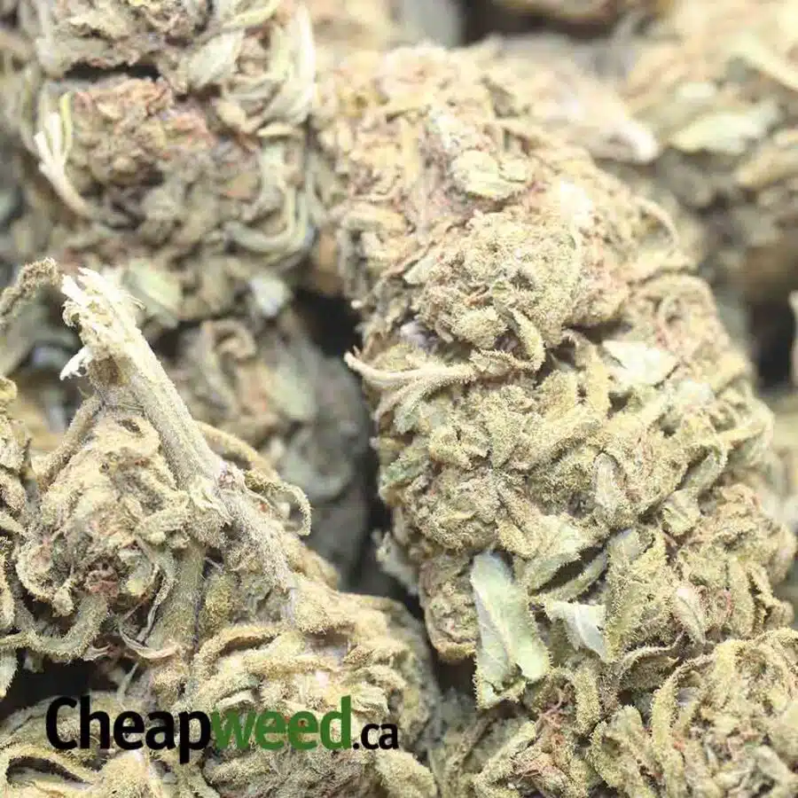 SKUNK BUBBA BS 1 I Skunk Berry Bulk Special