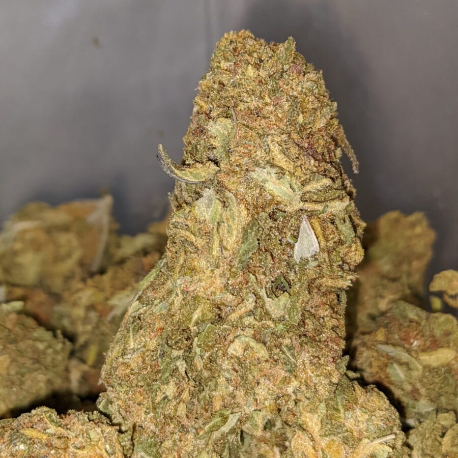 THUNDERFUCK BS TO BUDGET NUKEN 1 I Budget Nuken