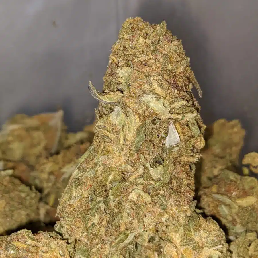 THUNDERFUCK BS TO BUDGET NUKEN 1 I Budget Nuken