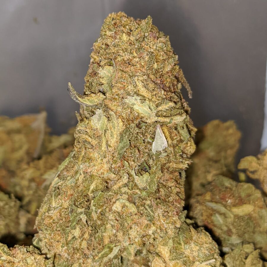 THUNDERFUCK BS TO BUDGET NUKEN 2 I Budget Nuken