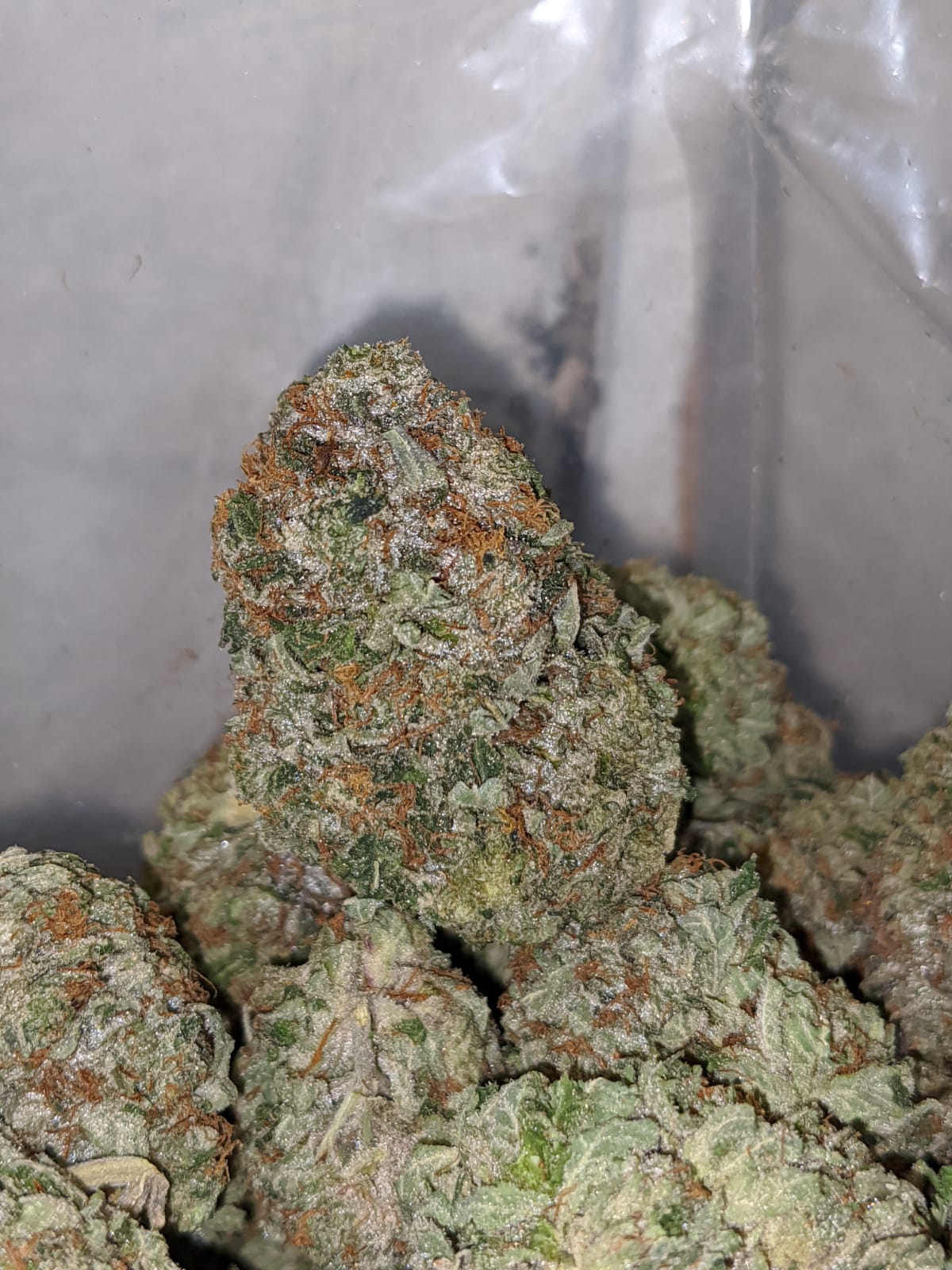 Master Yoda - Image 4