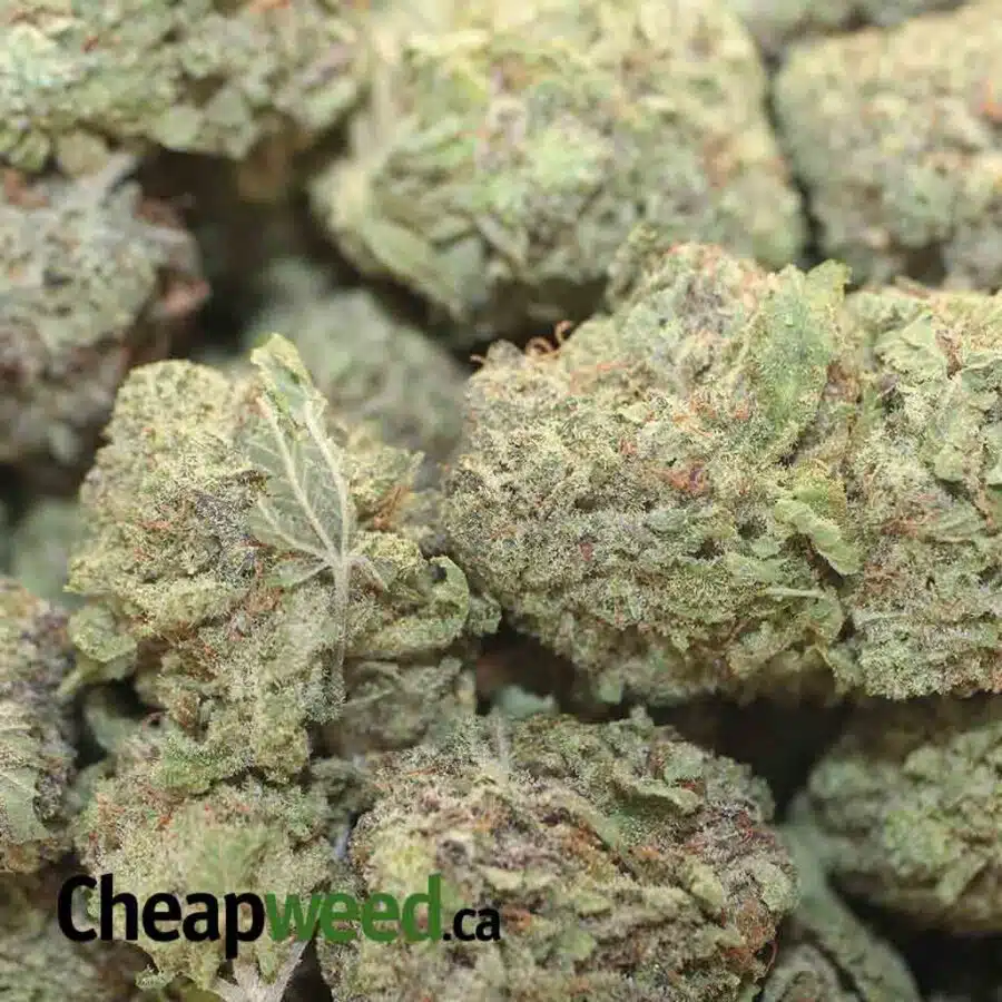 WHITE DURBAN 3 I White Durban