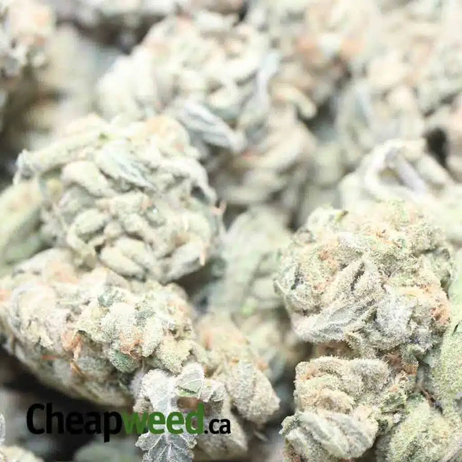 ZOMBIE BS 1 I Zombie Kush Xmas Special