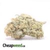 Zombie Kush Xmas Special