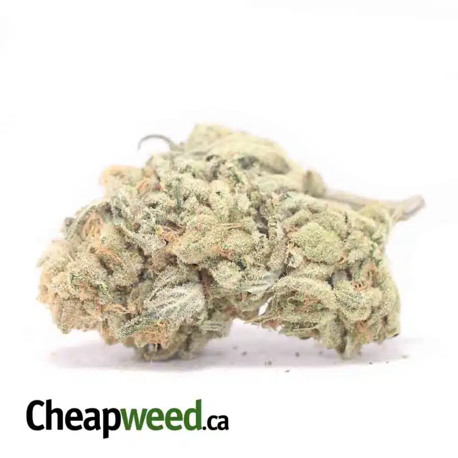 Zombie Kush Xmas Special