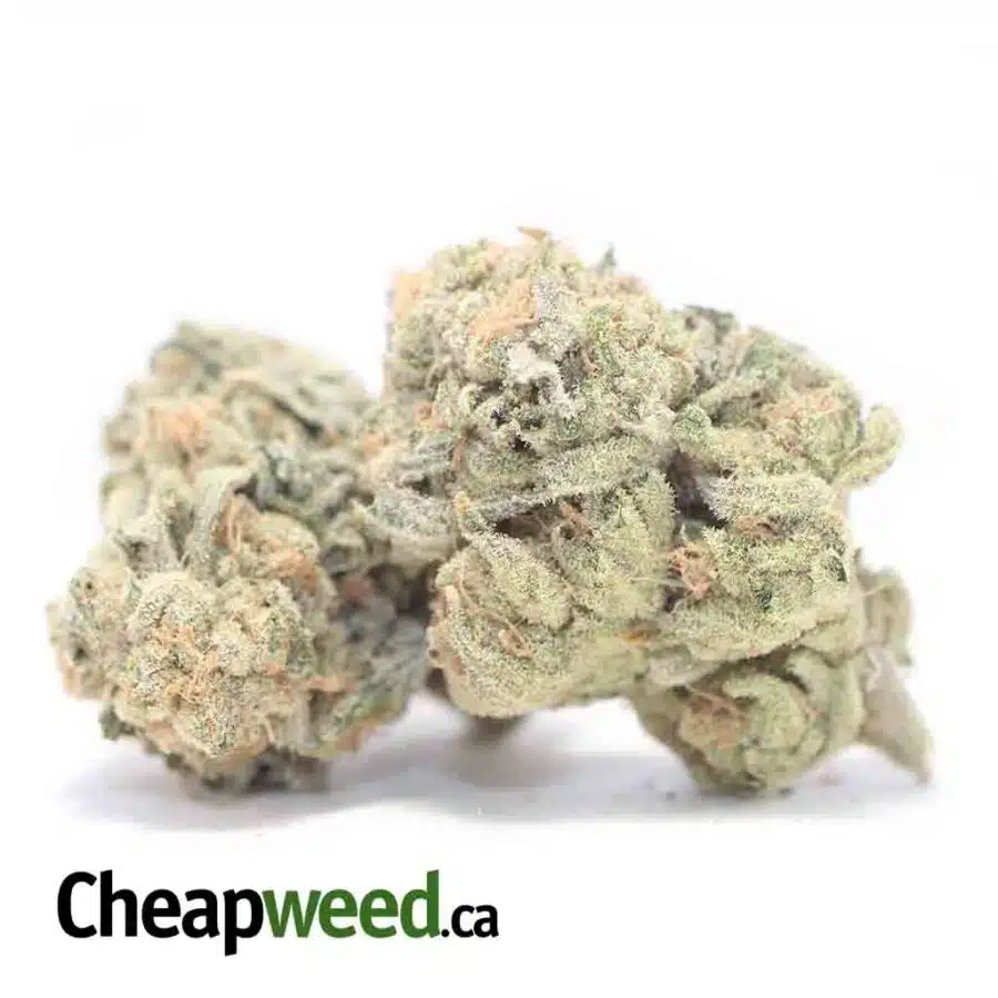 Alternative view of Zombie Kush Xmas Special