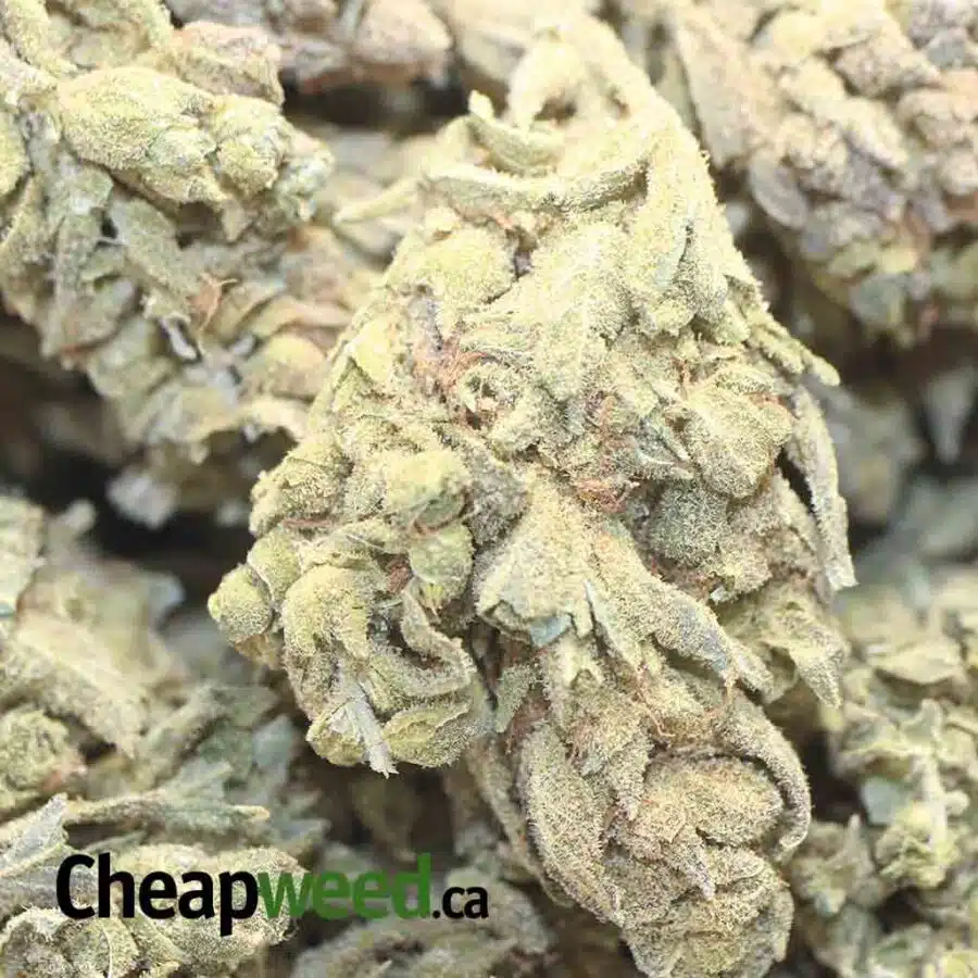 ZOMBIE KUSH DD 1 I Zombie Kush - *Deal of the Day*